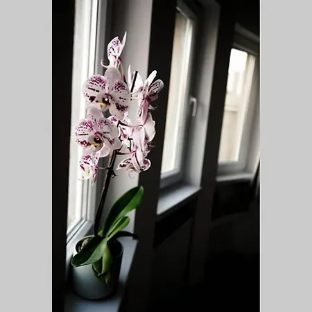 Sunny Central Appartement